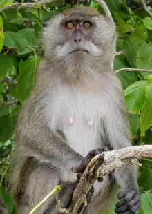 Monkey Beach, Thailand